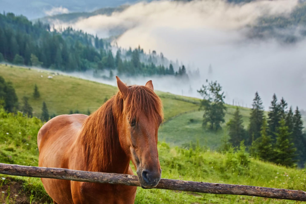 Ubezpieczenie koni jest bardzo ważne dla właścicieli, ponieważ chroni ich przed finansowymi skutkami wypadków i chorób zwierząt