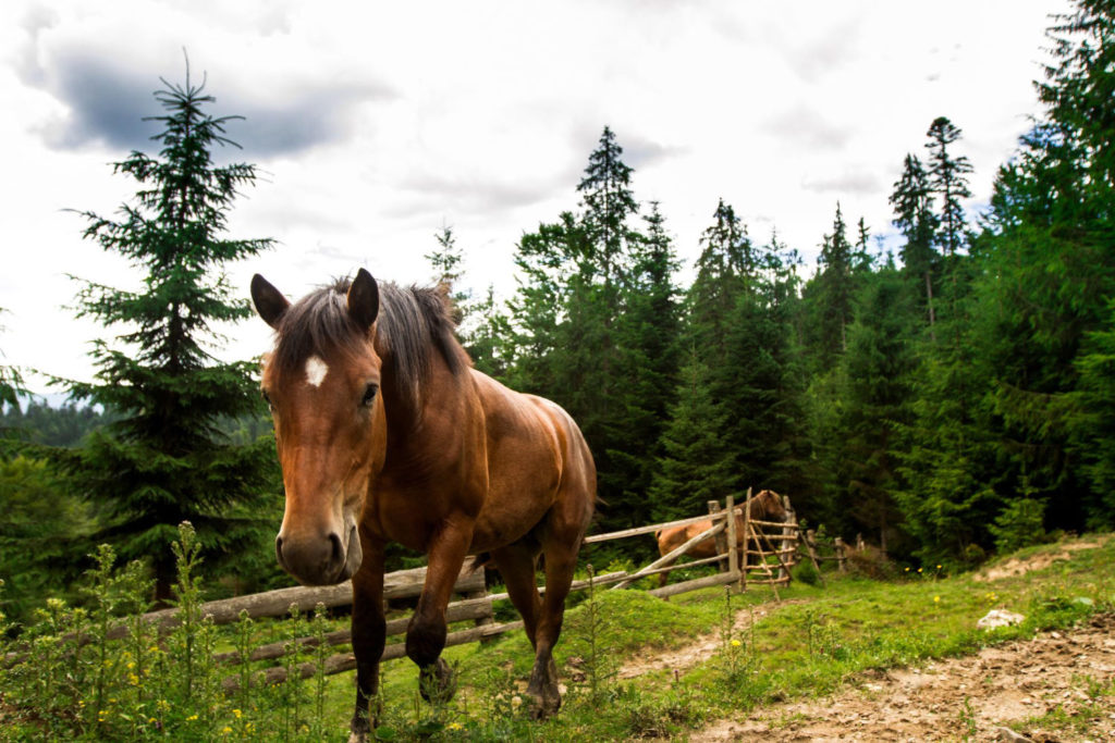 Ubezpieczenie koni jest bardzo ważne dla właścicieli, ponieważ chroni ich przed finansowymi skutkami wypadków i chorób zwierząt