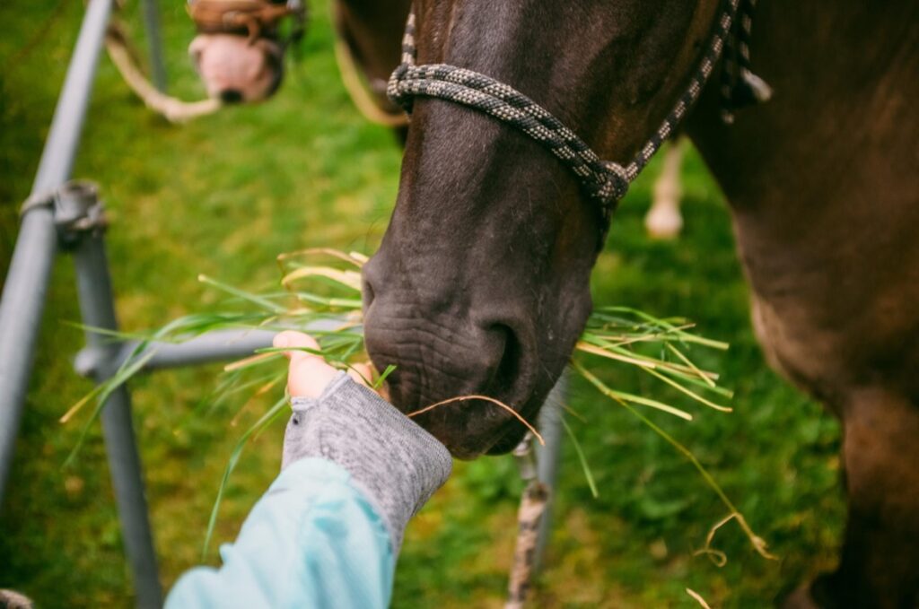 Rynek ubezpieczeń dla zwierząt rośnie w siłę z każdym rokiem, nie pomijając oczywiście sektora dedykowanego koniom