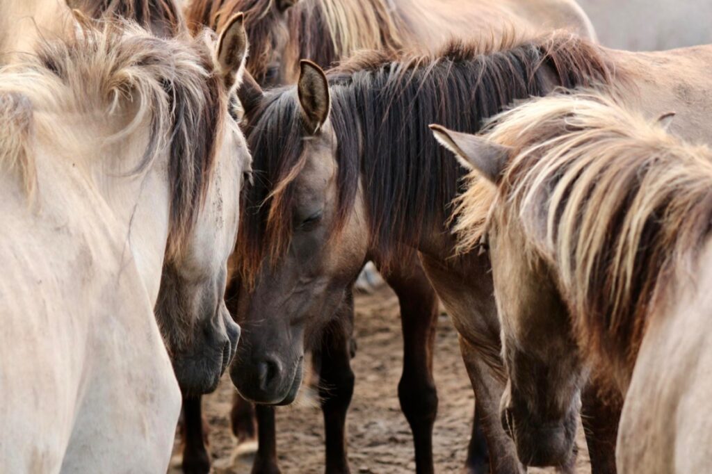 Każdy koń jest inny, a każda hodowla ma własne priorytety